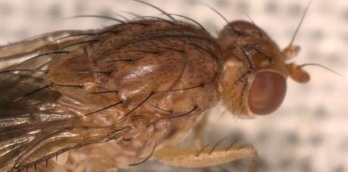 Suillia bicolor